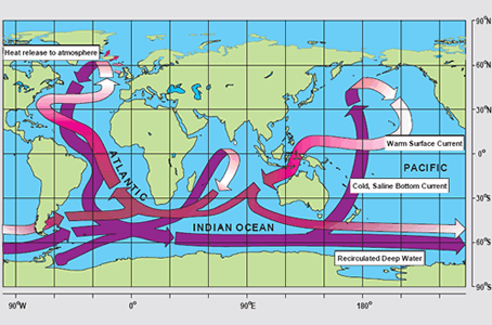 La <a href="/earth/Water/circulation1.html&edu=elem&lang=sp">circulacin termohalina</a>, frecuentemente llamada "correa transportadora del ocano, enlaza las principales corrientes superficiales y profundas de los ocanos Atlntico, Pacfico, ndico y del Sur.  Este patrn es debido a cambios en la <a  href="/earth/Water/temp.html&edu=elem&lang=sp">temperatura</a> y <a  href="/earth/Water/salinity.html&edu=elem&lang=sp">salinidad</a> que cambia la <a  href="/earth/Water/density.html&edu=elem&lang=sp">densidad</a> del agua de mar.<p><small><em>Imagen cortesa de <a href="http://www.clivar.org/publications/other_pubs/clivar_transp/d3_transp.htm" class=outlink>CLIVAR</a> (W. Broecker, modificada por E. Maier-Reimer).</em></small></p>