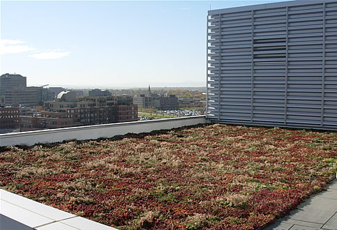 green roof