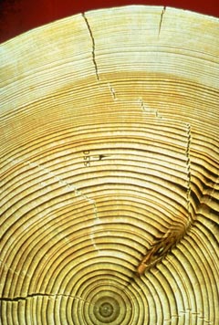 Tree rings - a paleoclimate proxy